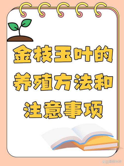 金枝玉叶的养殖方法和注意事项，金枝玉叶的养殖方法和注意事项视频？-第5张图片-优品飞百科
