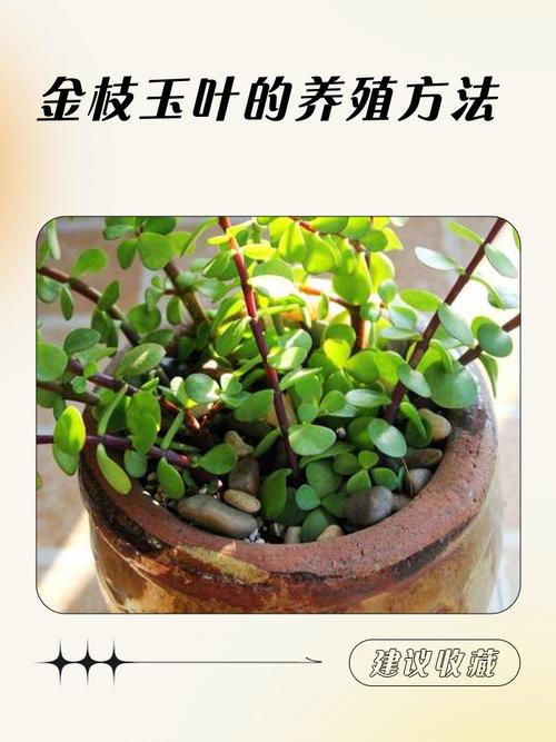 金枝玉叶的养殖方法和注意事项，金枝玉叶的养殖方法和注意事项视频？-第6张图片-优品飞百科