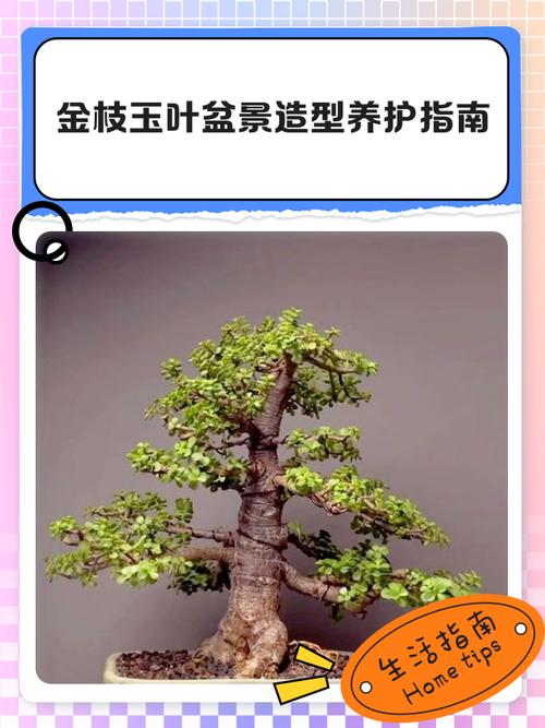 金枝玉叶的养殖方法和注意事项，金枝玉叶的养殖方法和注意事项视频？-第7张图片-优品飞百科