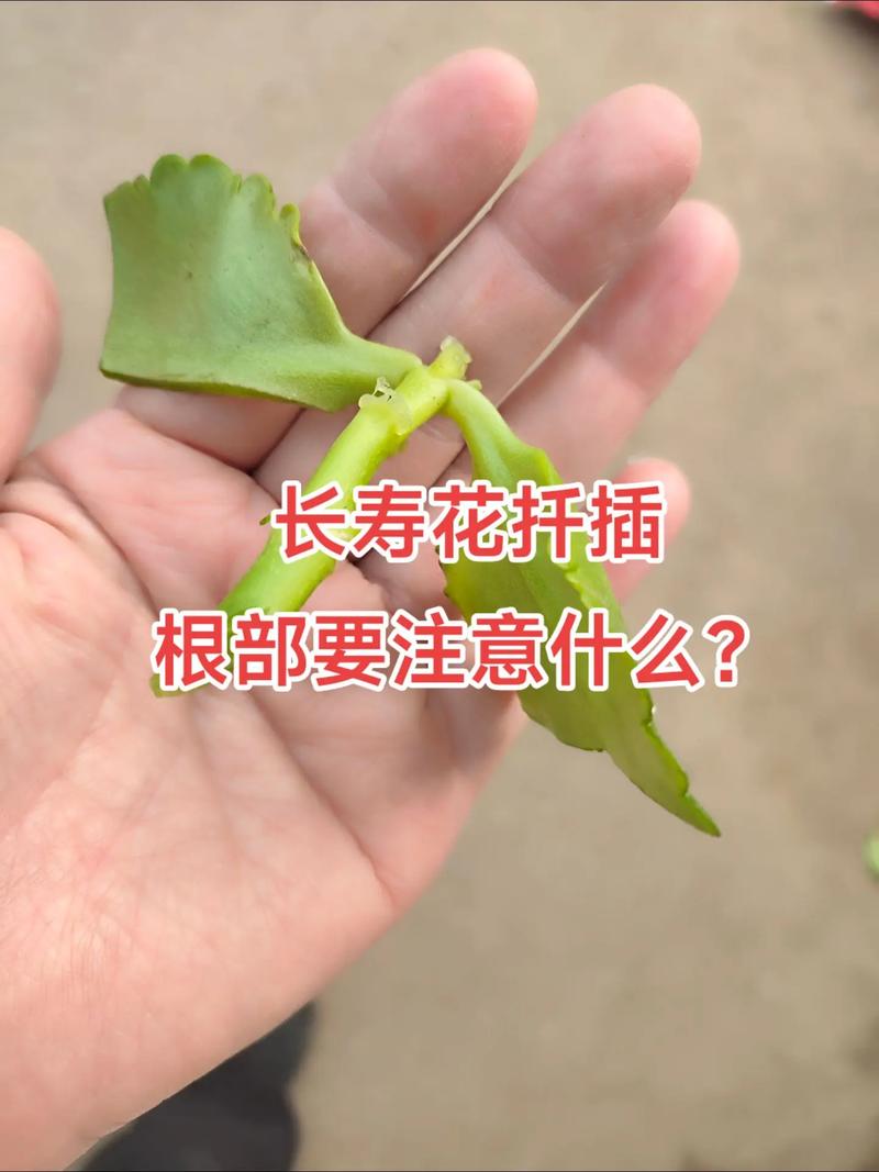 长寿花怎么繁殖？长寿花怎么繁殖什么季节比较好？