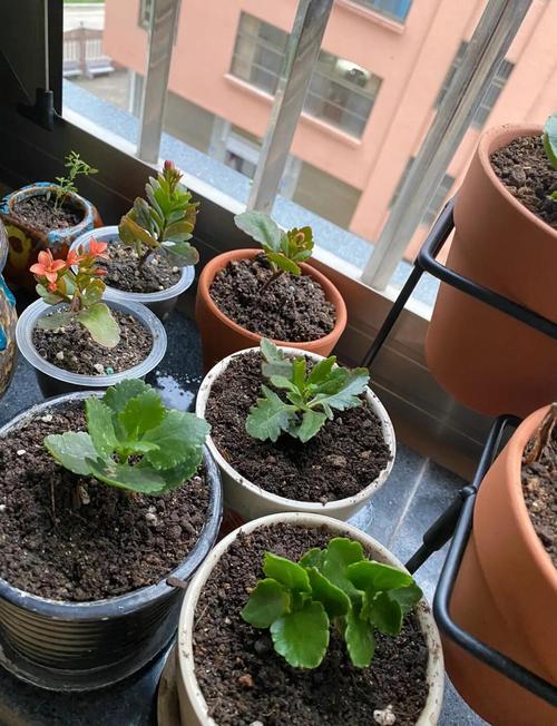 长寿花怎么繁殖？长寿花怎么繁殖什么季节比较好？-第2张图片-优品飞百科