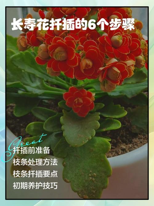 长寿花怎么繁殖？长寿花怎么繁殖什么季节比较好？-第3张图片-优品飞百科