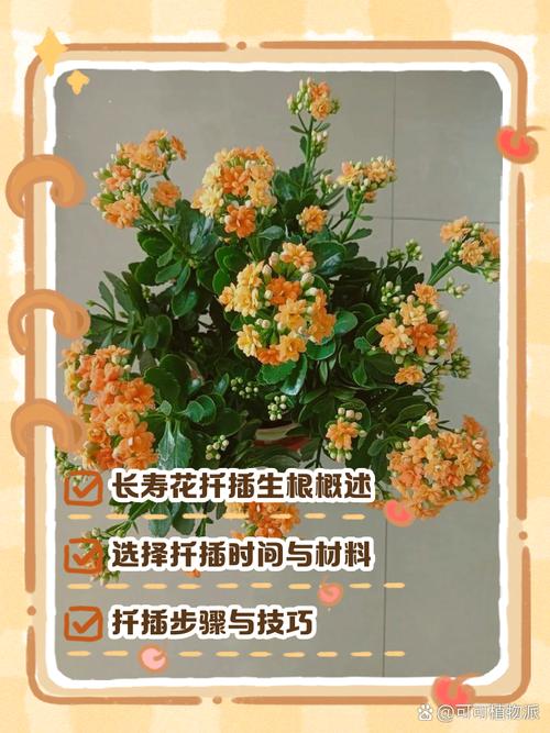 长寿花怎么繁殖？长寿花怎么繁殖什么季节比较好？-第4张图片-优品飞百科