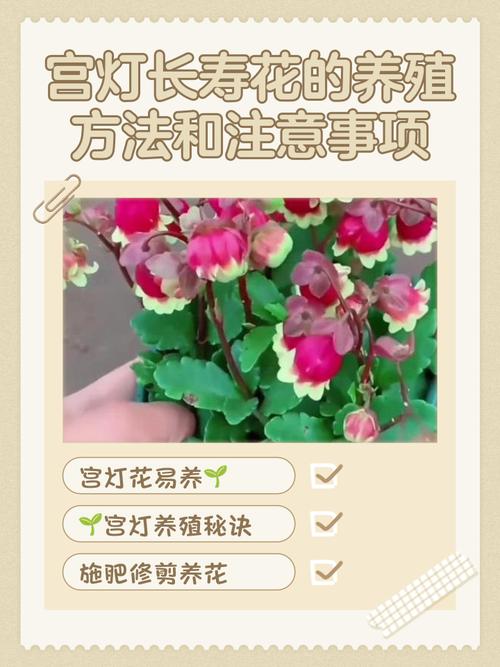 长寿花怎么繁殖？长寿花怎么繁殖什么季节比较好？-第5张图片-优品飞百科