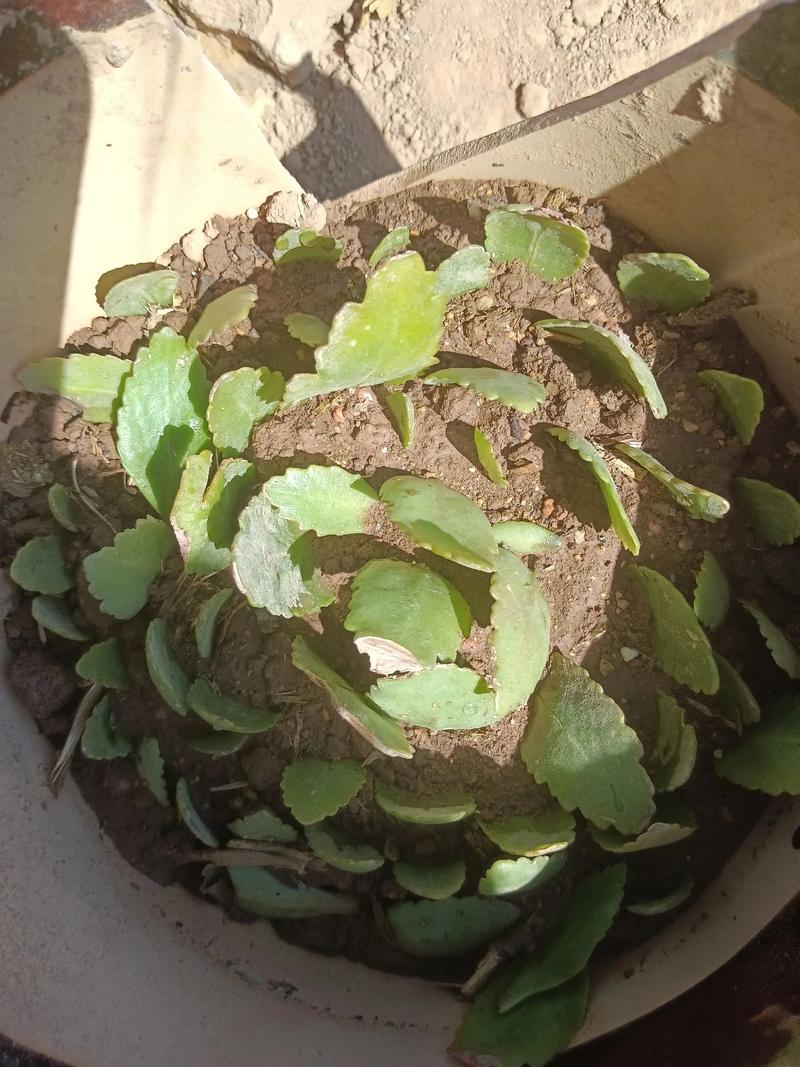 长寿花怎么繁殖？长寿花怎么繁殖什么季节比较好？-第6张图片-优品飞百科