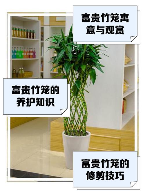 富贵竹笼的养殖方法及注意事项？富贵竹笼植物图片？