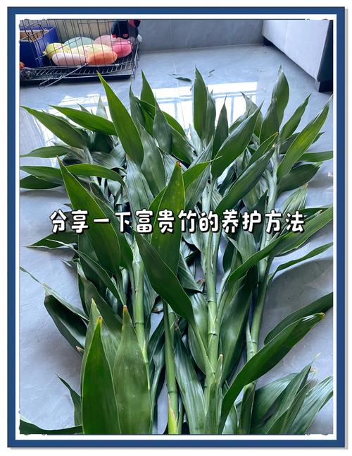 富贵竹笼的养殖方法及注意事项？富贵竹笼植物图片？-第2张图片-优品飞百科