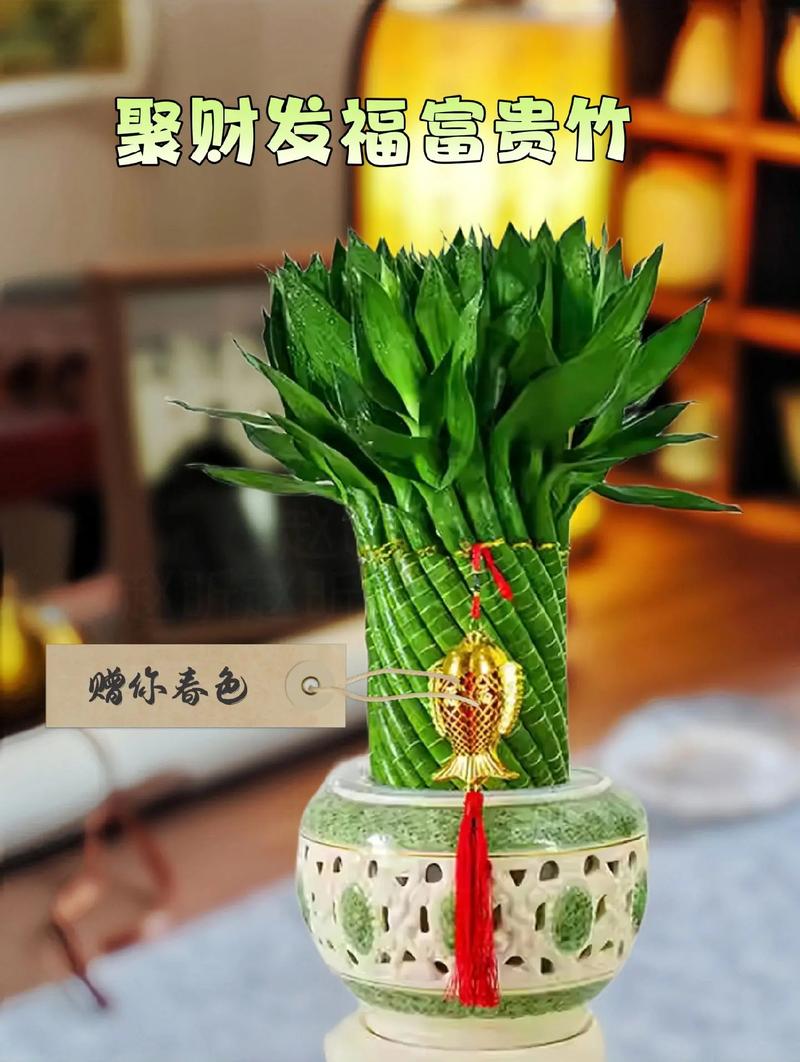 富贵竹笼的养殖方法及注意事项？富贵竹笼植物图片？-第4张图片-优品飞百科