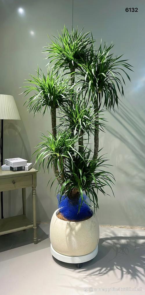 富贵竹笼的养殖方法及注意事项？富贵竹笼植物图片？-第5张图片-优品飞百科