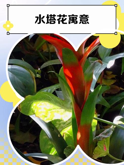 这8种花名字美爆了，阳台养1盆，邻居馋的都眼红！，有啥花名？