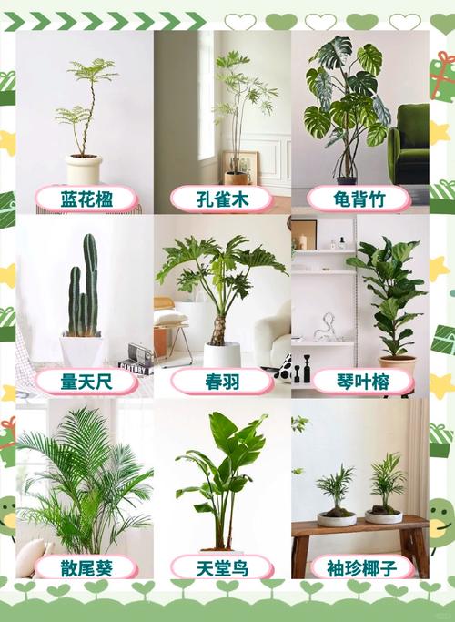 这8种花名字美爆了，阳台养1盆，邻居馋的都眼红！，有啥花名？-第2张图片-优品飞百科