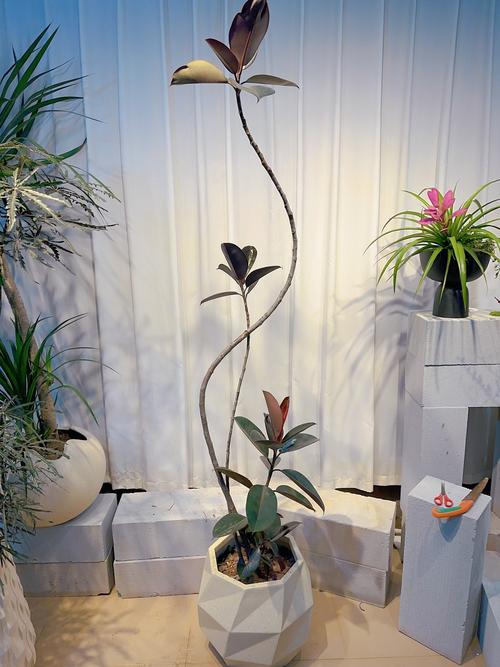 这8种花名字美爆了，阳台养1盆，邻居馋的都眼红！，有啥花名？-第5张图片-优品飞百科