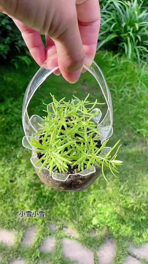 生活中哪些常见用品可以做花肥?生活中哪些东西可以用来做花肥?-第6张图片-优品飞百科 生活中哪些常见用品可以做花肥?生活中哪些东西可以用来做花肥?-第6张图片-优品飞百科