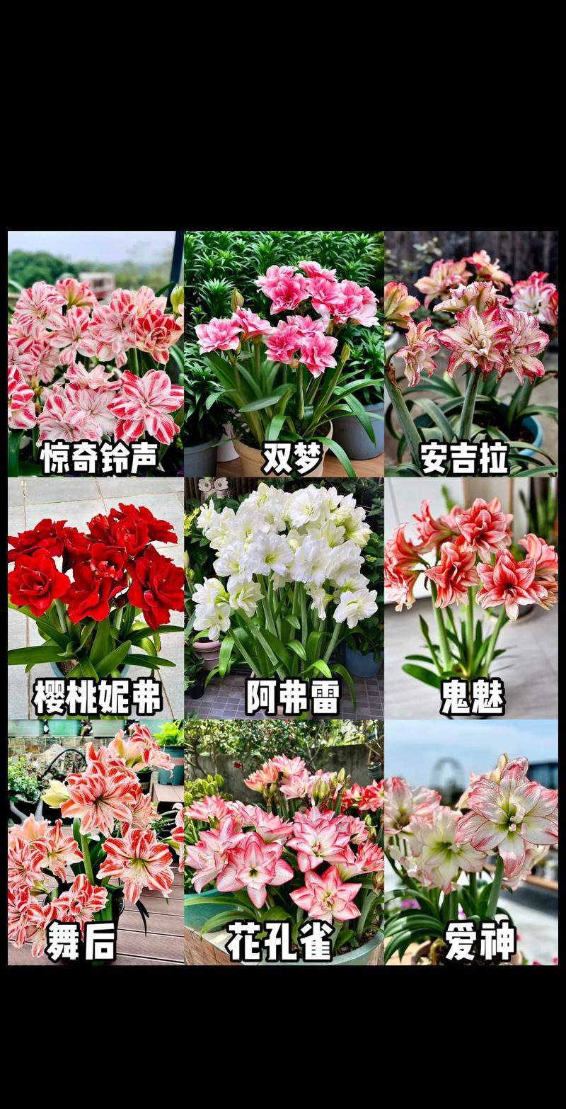 朱顶红什么时候开花？秋天种朱顶红什么时候开花？