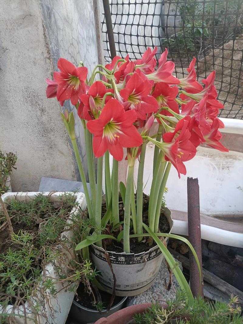 朱顶红什么时候开花？秋天种朱顶红什么时候开花？-第2张图片-优品飞百科