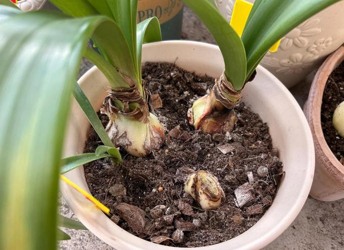 朱顶红什么时候开花？秋天种朱顶红什么时候开花？-第3张图片-优品飞百科