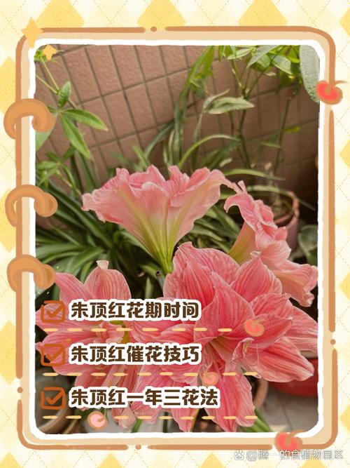 朱顶红什么时候开花？秋天种朱顶红什么时候开花？-第4张图片-优品飞百科