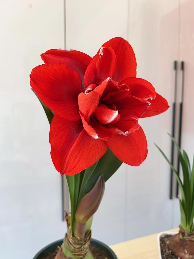 朱顶红什么时候开花？秋天种朱顶红什么时候开花？-第5张图片-优品飞百科