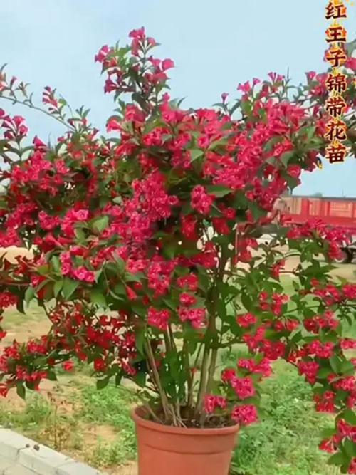 朱顶红什么时候开花？秋天种朱顶红什么时候开花？-第6张图片-优品飞百科