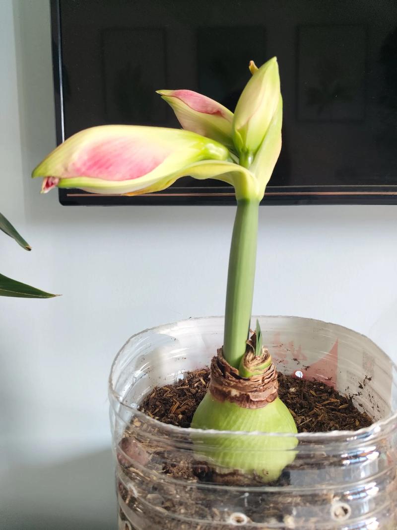 朱顶红什么时候开花？秋天种朱顶红什么时候开花？-第7张图片-优品飞百科