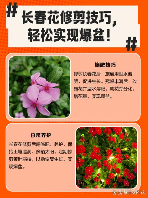 长春花什么时候播种，怎样爆盆，长春花什么时候发芽？