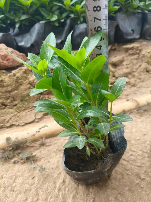 长春花什么时候播种，怎样爆盆，长春花什么时候发芽？-第3张图片-优品飞百科