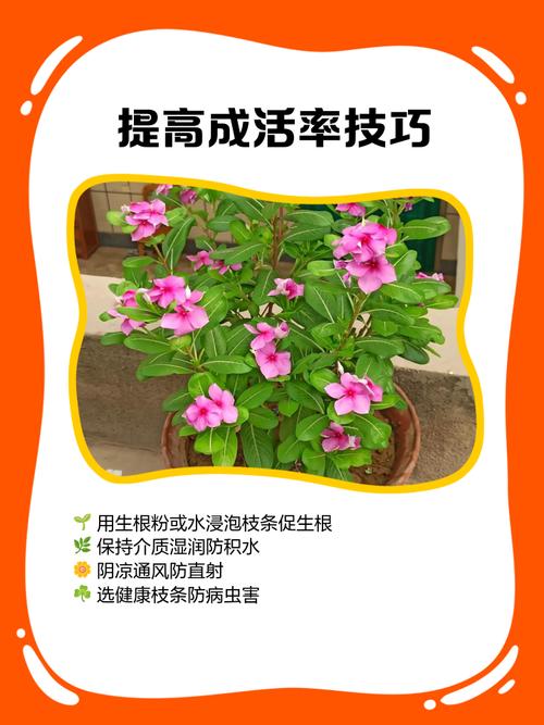 长春花什么时候播种，怎样爆盆，长春花什么时候发芽？-第4张图片-优品飞百科