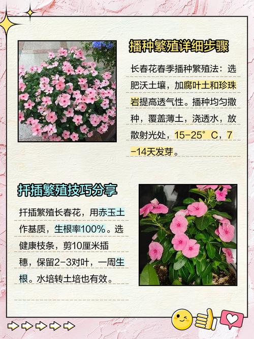 长春花什么时候播种，怎样爆盆，长春花什么时候发芽？-第5张图片-优品飞百科