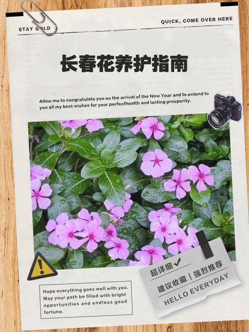 长春花什么时候播种，怎样爆盆，长春花什么时候发芽？-第6张图片-优品飞百科