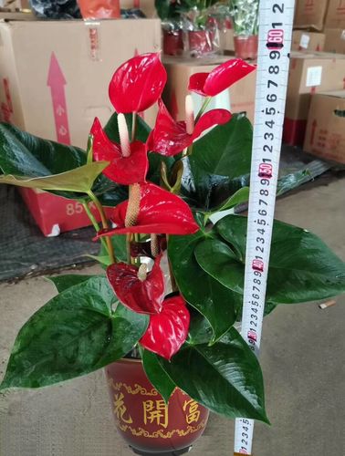 白掌和红掌的区别，红掌不进宅的原因？