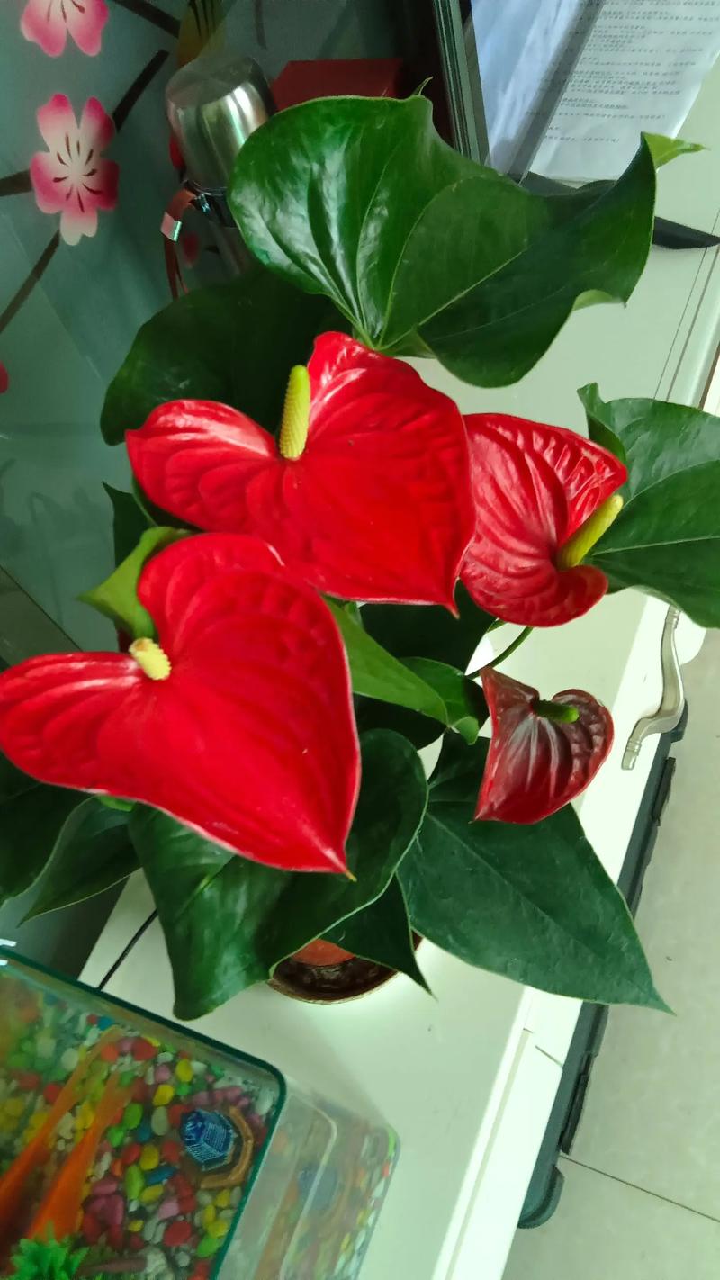 白掌和红掌的区别，红掌不进宅的原因？-第3张图片-优品飞百科