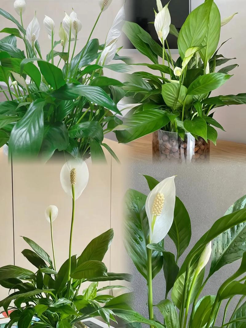 白掌和红掌的区别，红掌不进宅的原因？-第4张图片-优品飞百科