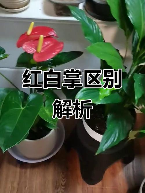 白掌和红掌的区别，红掌不进宅的原因？-第5张图片-优品飞百科