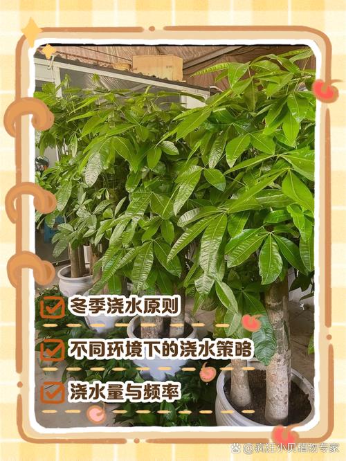 发财树在北方怎样过冬，发财树北方冬天多久浇水一次？