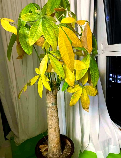 发财树在北方怎样过冬，发财树北方冬天多久浇水一次？-第2张图片-优品飞百科