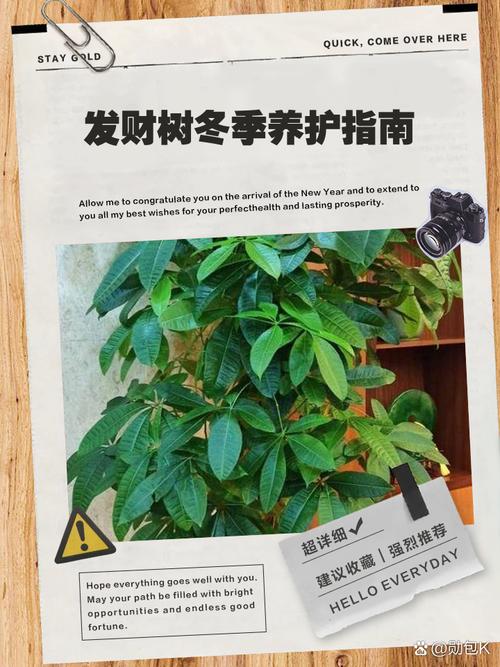 发财树在北方怎样过冬，发财树北方冬天多久浇水一次？-第3张图片-优品飞百科