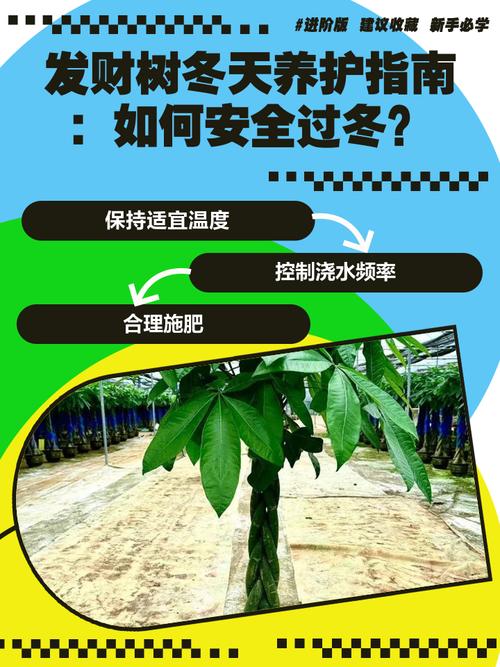 发财树在北方怎样过冬，发财树北方冬天多久浇水一次？-第4张图片-优品飞百科