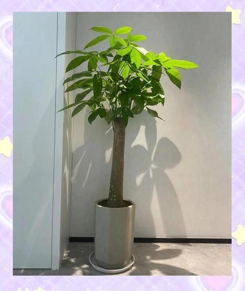 发财树在北方怎样过冬，发财树北方冬天多久浇水一次？-第5张图片-优品飞百科