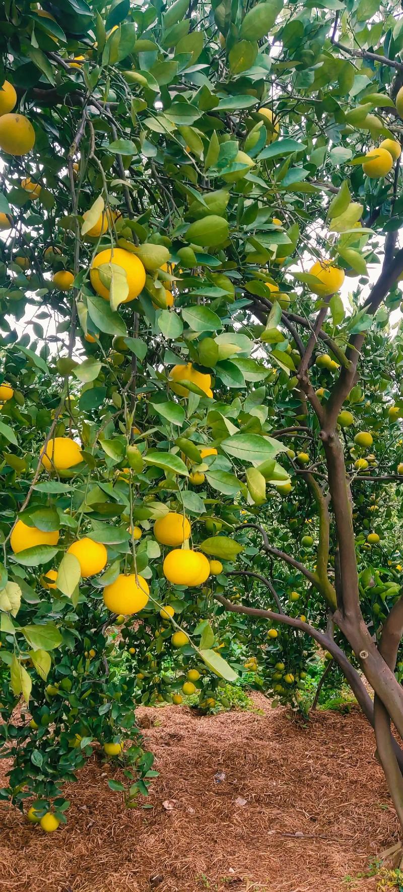 胡柚什么时候采摘，胡柚产季