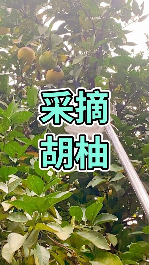 胡柚什么时候采摘，胡柚产季-第2张图片-优品飞百科
