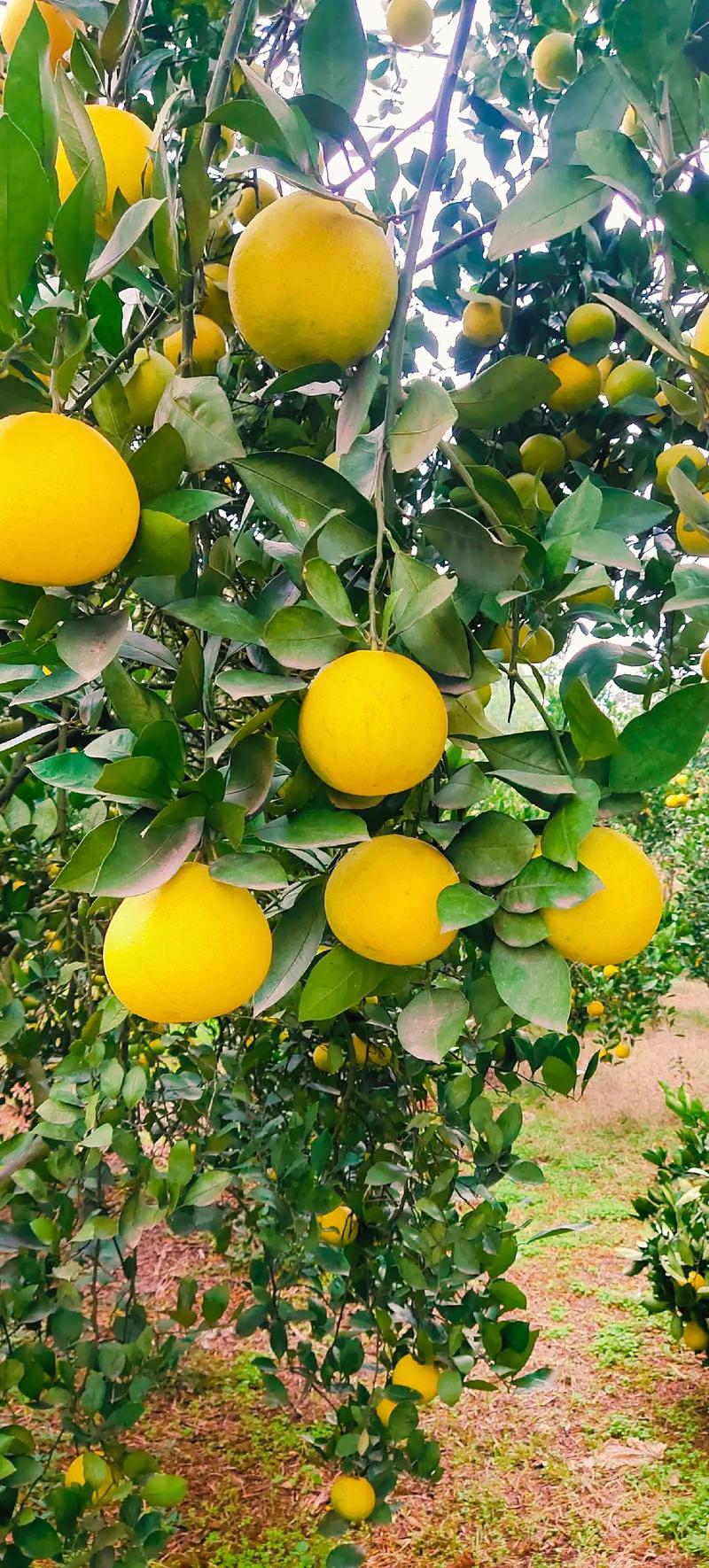 胡柚什么时候采摘，胡柚产季-第3张图片-优品飞百科