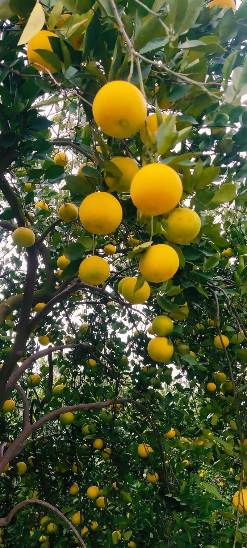 胡柚什么时候采摘，胡柚产季-第5张图片-优品飞百科