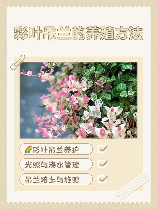 彩叶吊兰的养殖方法，彩叶吊兰的养殖方法和注意事项？