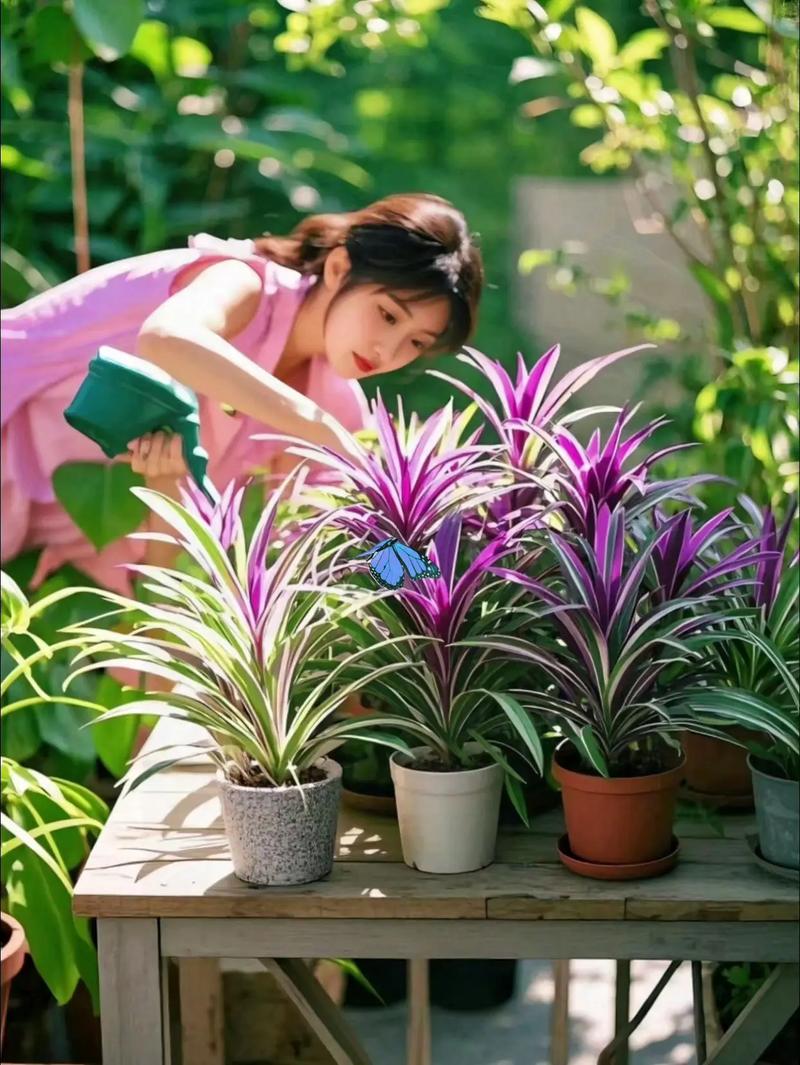 彩叶吊兰的养殖方法，彩叶吊兰的养殖方法和注意事项？-第2张图片-优品飞百科