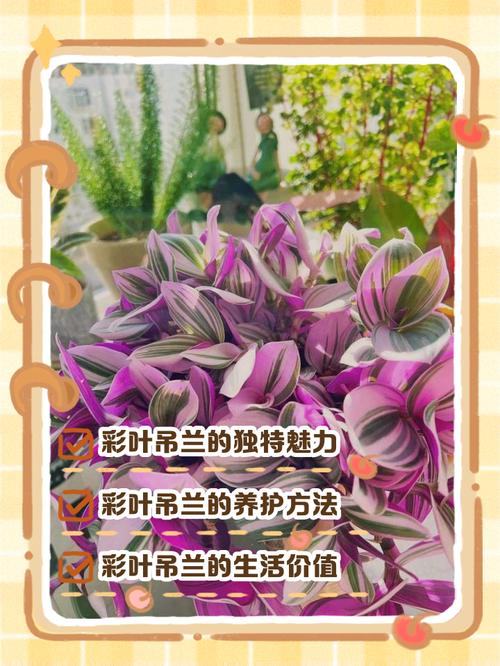 彩叶吊兰的养殖方法，彩叶吊兰的养殖方法和注意事项？-第3张图片-优品飞百科