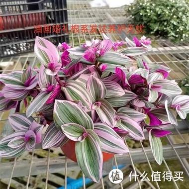 彩叶吊兰的养殖方法，彩叶吊兰的养殖方法和注意事项？-第4张图片-优品飞百科