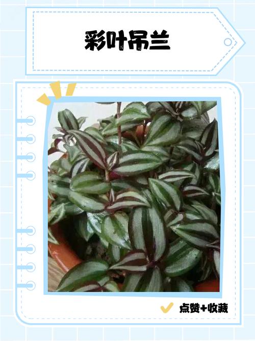 彩叶吊兰的养殖方法，彩叶吊兰的养殖方法和注意事项？-第5张图片-优品飞百科