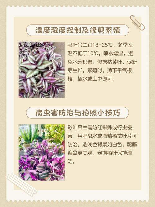 彩叶吊兰的养殖方法，彩叶吊兰的养殖方法和注意事项？-第6张图片-优品飞百科