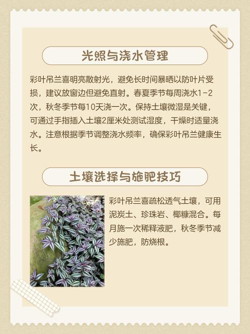 彩叶吊兰的养殖方法，彩叶吊兰的养殖方法和注意事项？-第7张图片-优品飞百科