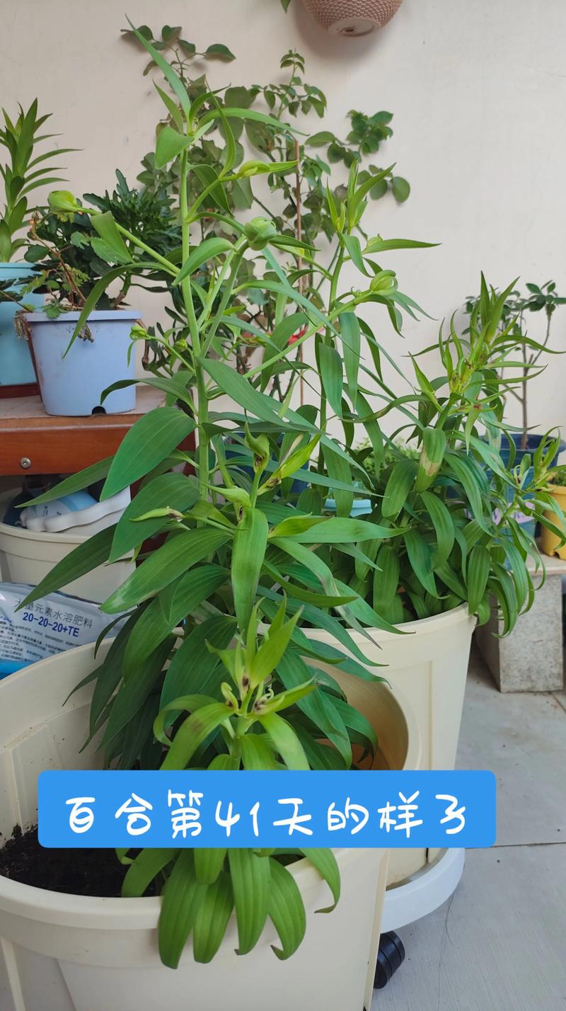 百合花盆栽的养殖方法，百合花盆栽的养殖方法和技术